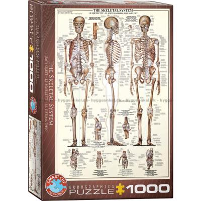 Kroppen: Skelettet, 1000 bitar